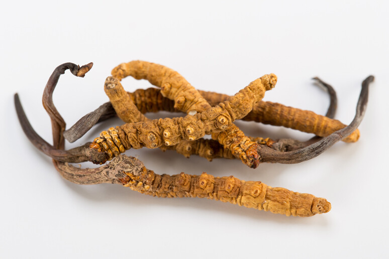 Cordyceps sinensis Chinesischer Raupenpilz
